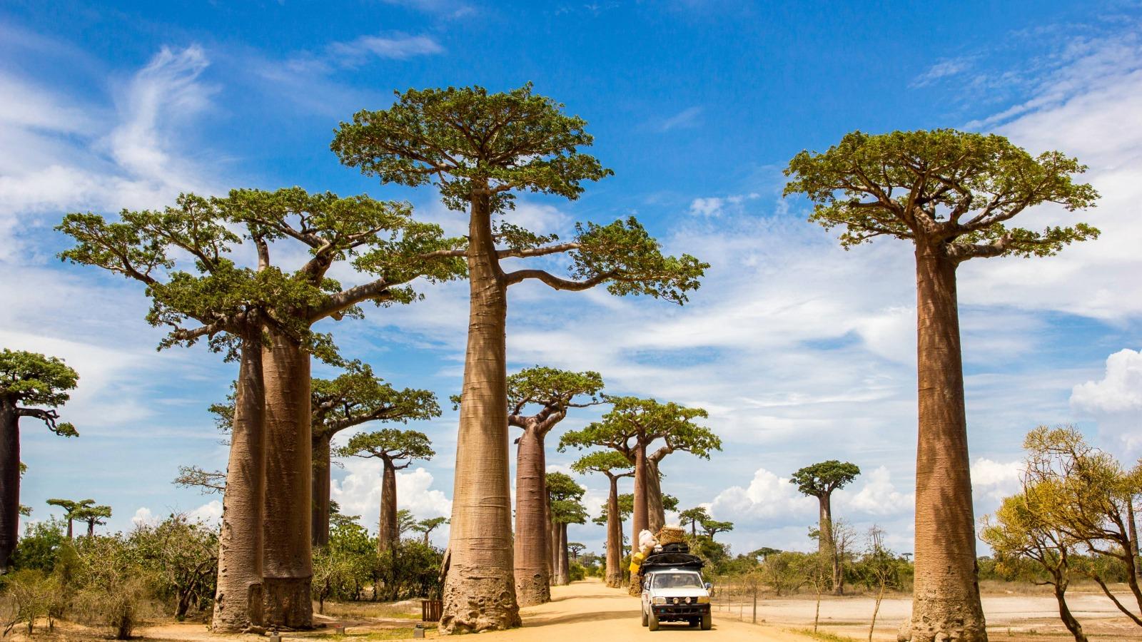 Discover Madagascar Gallery
