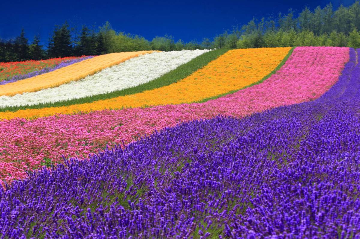 Explore Japan Gallery